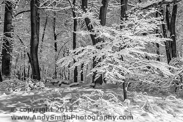 Winter Wonderland, Valley Forge National Historical Park, Pennsylvania